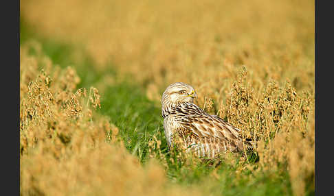 Rauhfußbussard (Buteo lagopus)