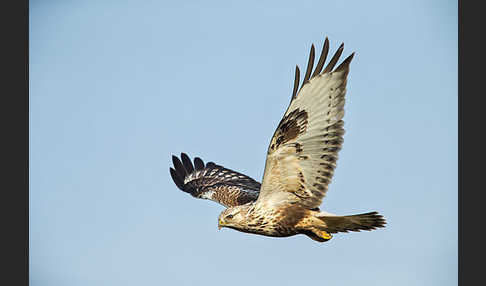 Rauhfußbussard (Buteo lagopus)