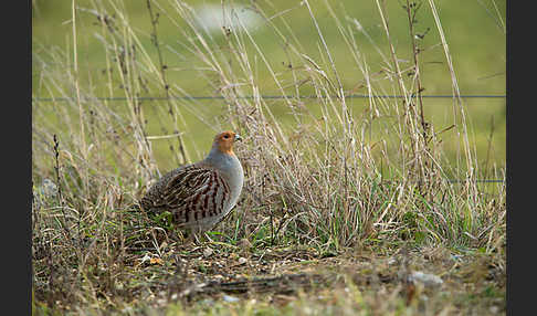 Rebhuhn (Perdix perdix)