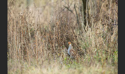 Rebhuhn (Perdix perdix)