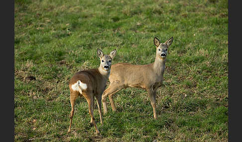 Rehwild (Capreolus capreolus)