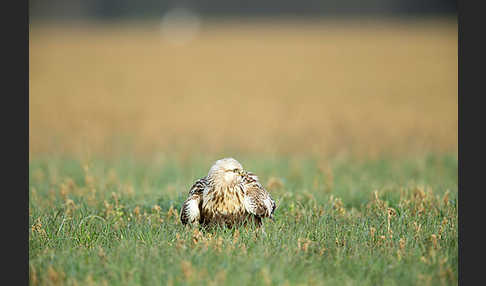 Rauhfußbussard (Buteo lagopus)