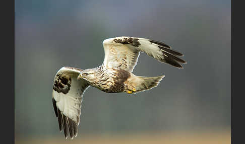 Rauhfußbussard (Buteo lagopus)