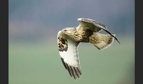 Rauhfußbussard (Buteo lagopus)