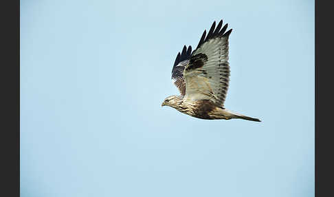 Rauhfußbussard (Buteo lagopus)