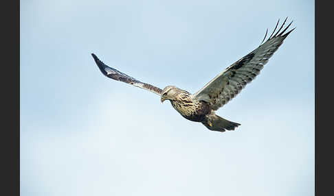 Rauhfußbussard (Buteo lagopus)