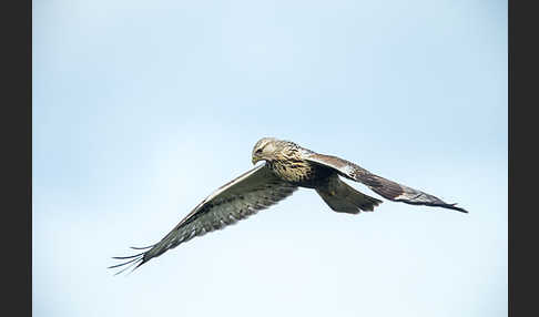 Rauhfußbussard (Buteo lagopus)