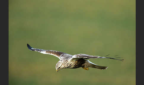 Rauhfußbussard (Buteo lagopus)