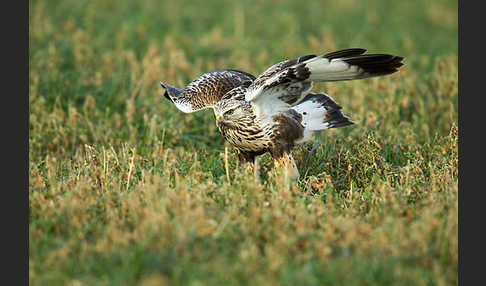 Rauhfußbussard (Buteo lagopus)