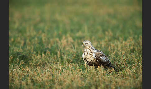 Rauhfußbussard (Buteo lagopus)