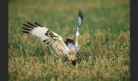 Rauhfußbussard (Buteo lagopus)