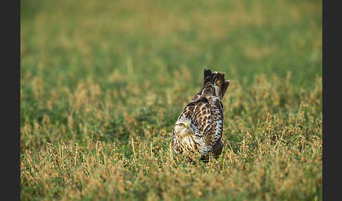 Rauhfußbussard (Buteo lagopus)