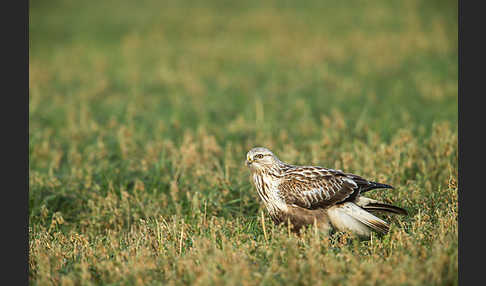 Rauhfußbussard (Buteo lagopus)