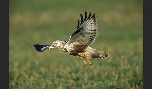 Rauhfußbussard (Buteo lagopus)