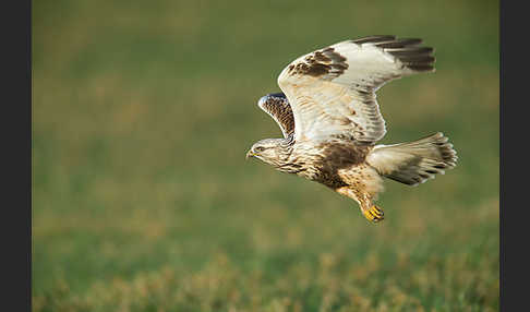 Rauhfußbussard (Buteo lagopus)