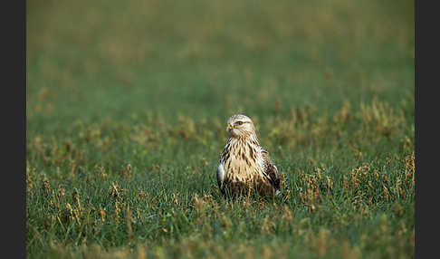 Rauhfußbussard (Buteo lagopus)