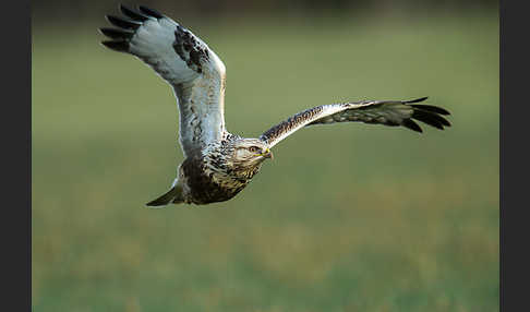 Rauhfußbussard (Buteo lagopus)