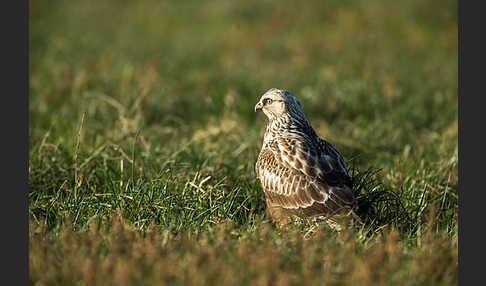 Rauhfußbussard (Buteo lagopus)