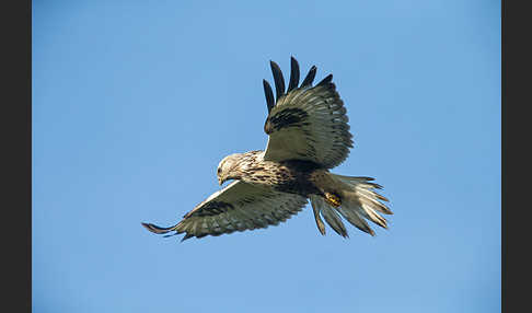 Rauhfußbussard (Buteo lagopus)