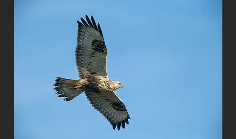 Rauhfußbussard (Buteo lagopus)