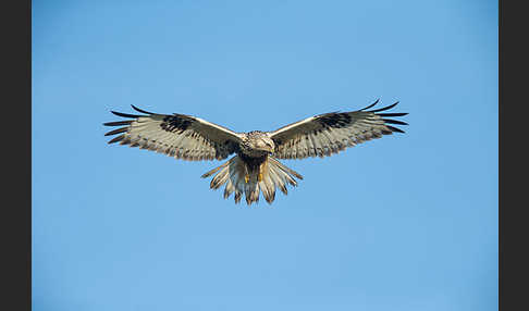 Rauhfußbussard (Buteo lagopus)