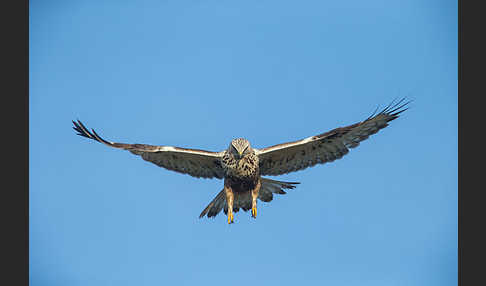 Rauhfußbussard (Buteo lagopus)