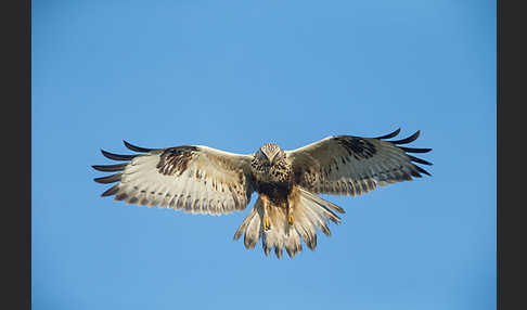 Rauhfußbussard (Buteo lagopus)