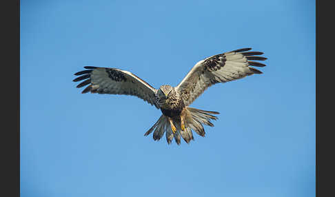 Rauhfußbussard (Buteo lagopus)