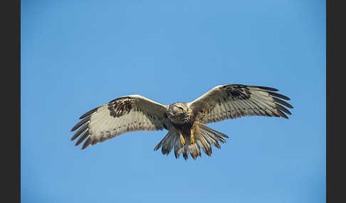 Rauhfußbussard (Buteo lagopus)