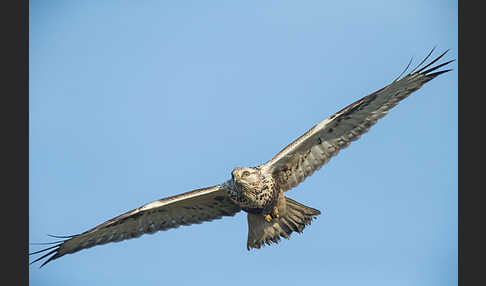 Rauhfußbussard (Buteo lagopus)