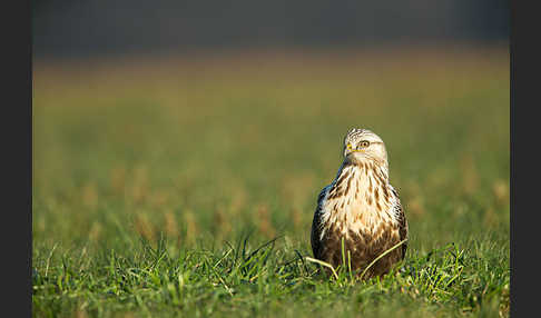 Rauhfußbussard (Buteo lagopus)