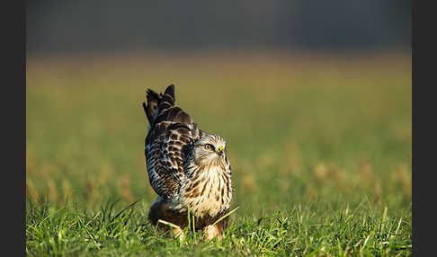 Rauhfußbussard (Buteo lagopus)