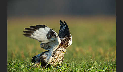 Rauhfußbussard (Buteo lagopus)