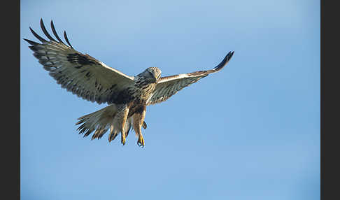 Rauhfußbussard (Buteo lagopus)