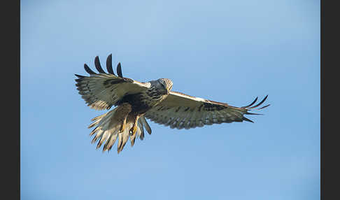 Rauhfußbussard (Buteo lagopus)