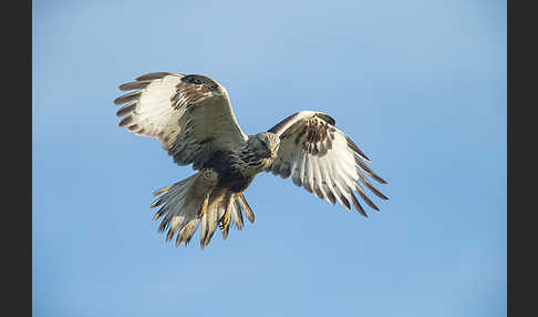 Rauhfußbussard (Buteo lagopus)