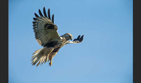 Rauhfußbussard (Buteo lagopus)