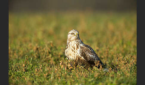 Rauhfußbussard (Buteo lagopus)