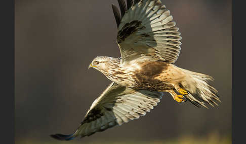 Rauhfußbussard (Buteo lagopus)