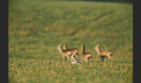 Rauhfußbussard (Buteo lagopus)