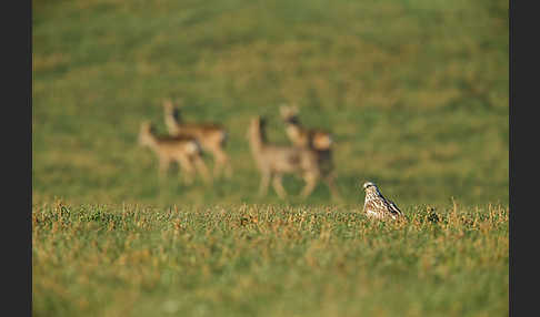 Rauhfußbussard (Buteo lagopus)