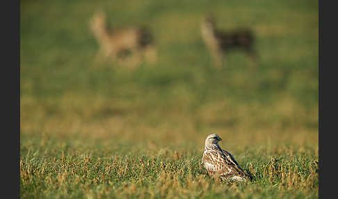 Rauhfußbussard (Buteo lagopus)