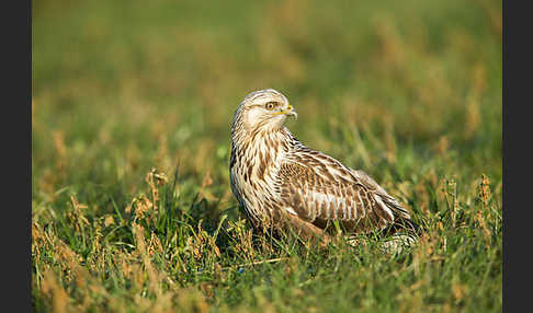 Rauhfußbussard (Buteo lagopus)