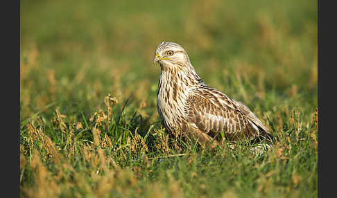 Rauhfußbussard (Buteo lagopus)