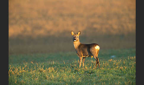 Rehwild (Capreolus capreolus)