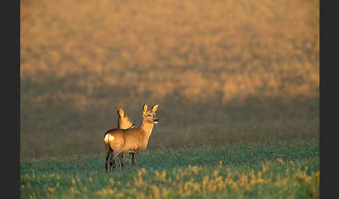 Rehwild (Capreolus capreolus)