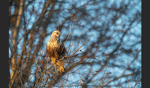 Rauhfußbussard (Buteo lagopus)