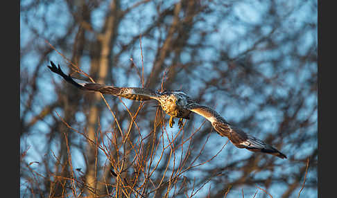 Rauhfußbussard (Buteo lagopus)