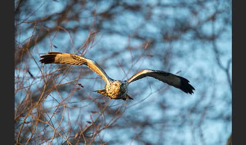 Rauhfußbussard (Buteo lagopus)