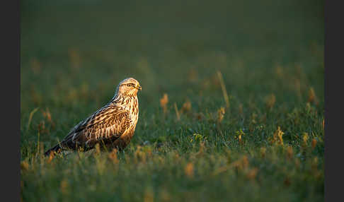 Rauhfußbussard (Buteo lagopus)